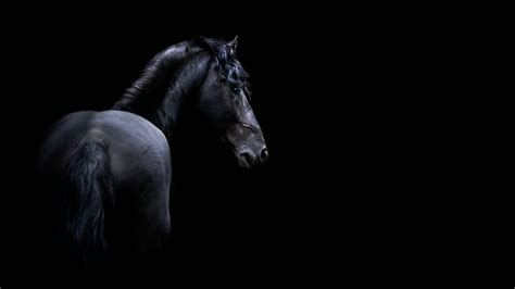 Dark Horses .